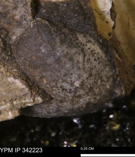 undet. Bivalvia