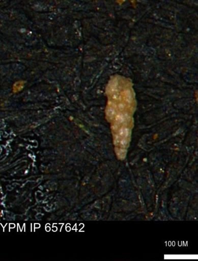 Verneuilinoides kansasensis
