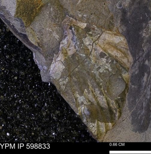 Hoploscaphites sp.