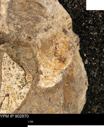 undet. Mollusca