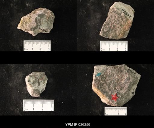 Conocephalites minutus