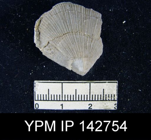 Streptorhynchus lenticularis