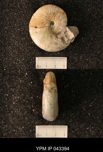 Hoploscaphites nicolletii