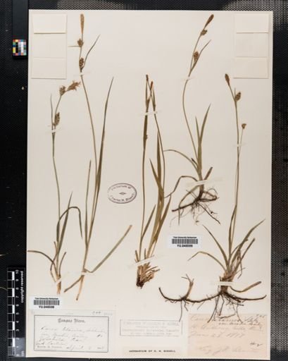 Carex meadii