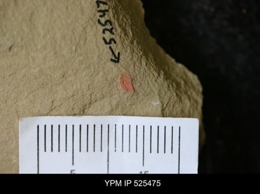 undet. Synziphosurina