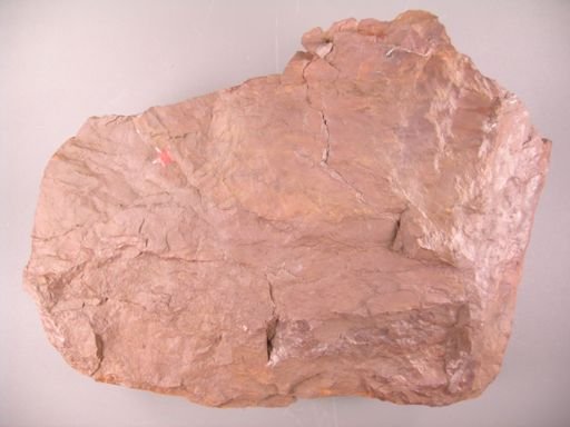 Serenopsis kempii
