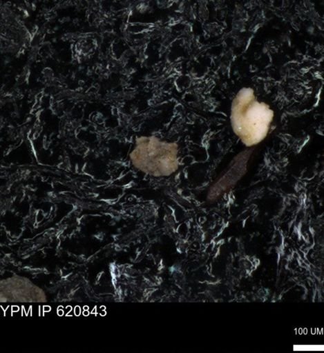undet. Foraminiferida
