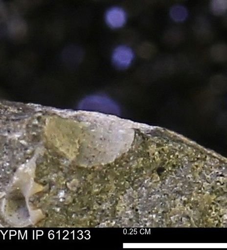 undet. Mollusca