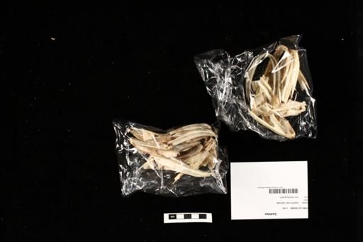 Gadidae
