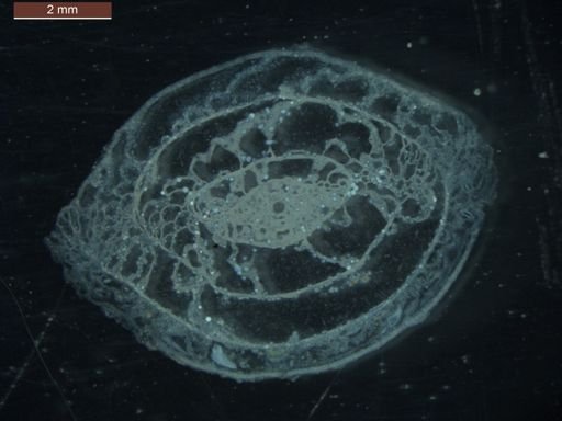 Pseudoschwagerina uddeni