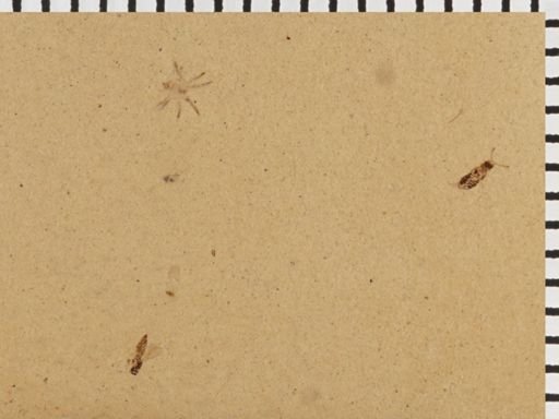 Arachnida