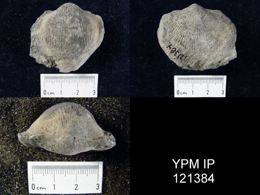 Atrypa sp.