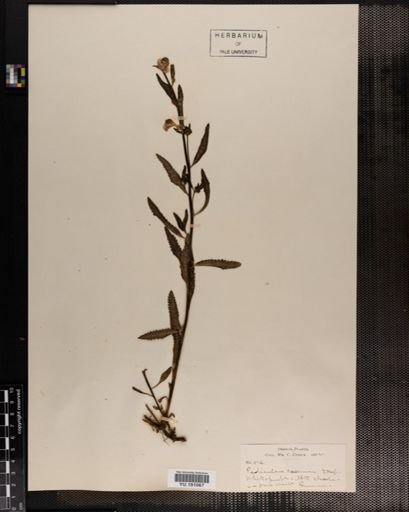 Plantae