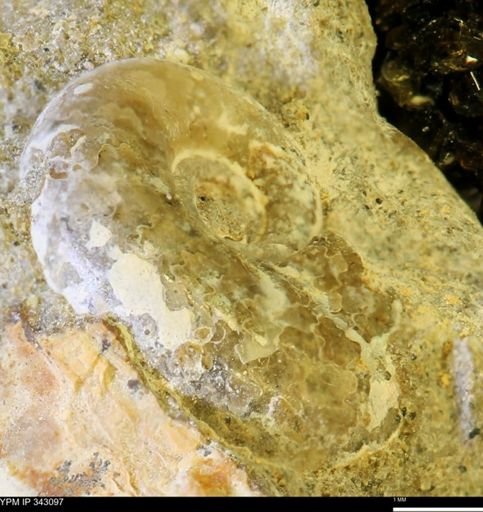 undet. Scaphitidae