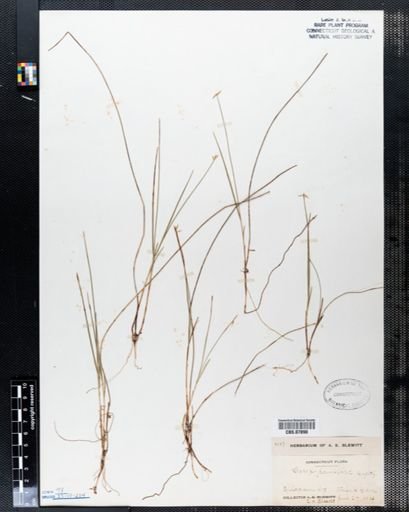 Carex pauciflora