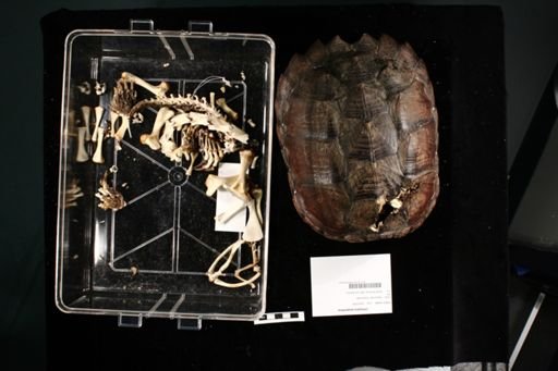 Chelydra serpentina