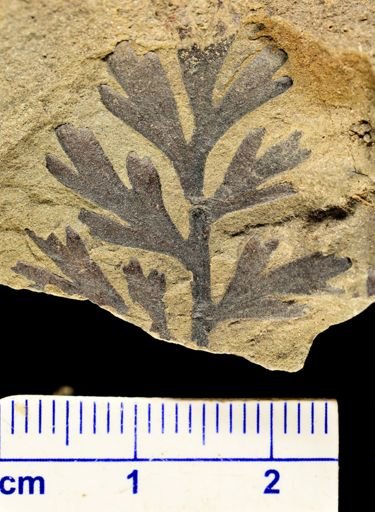 Sphenopteris sp.
