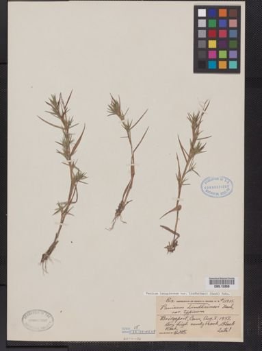 Panicum lanuginosum