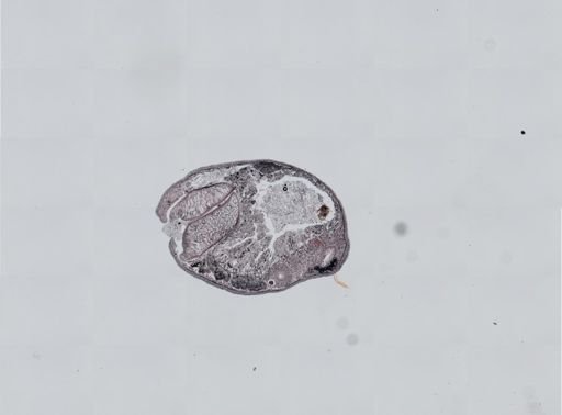 Plagiostomum cinctum