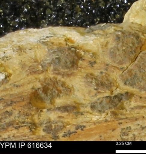Teredo sp.
