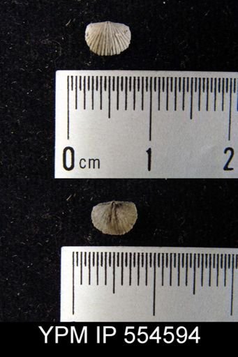 Devonochonetes?