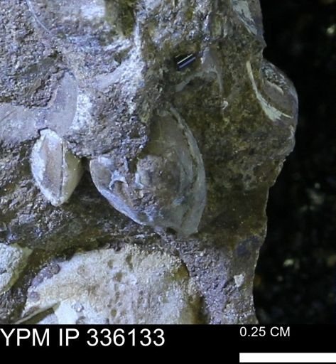 Protocardia subquadrata