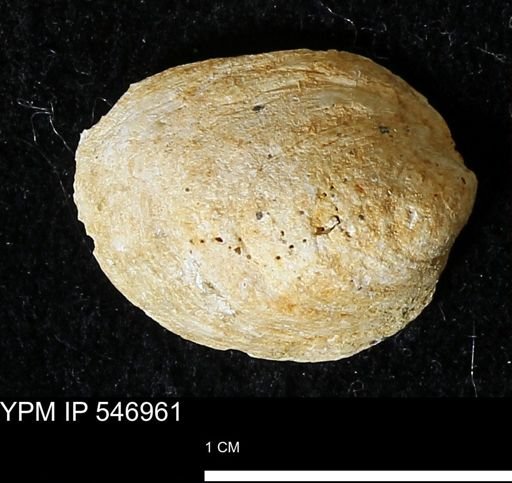 Crepidula fornicata