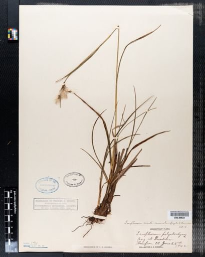 Eriophorum viridicarinatum
