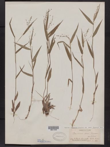 Panicum commutatum
