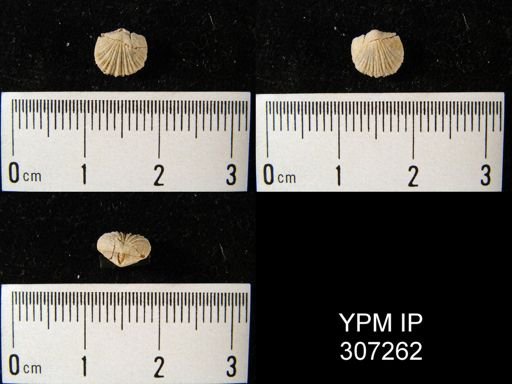 Dalmanella?