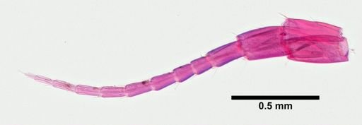 Hyalella