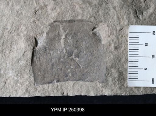Waeringopterus sp.