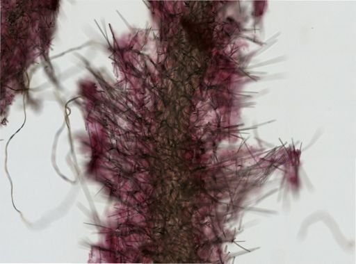 Phakellia