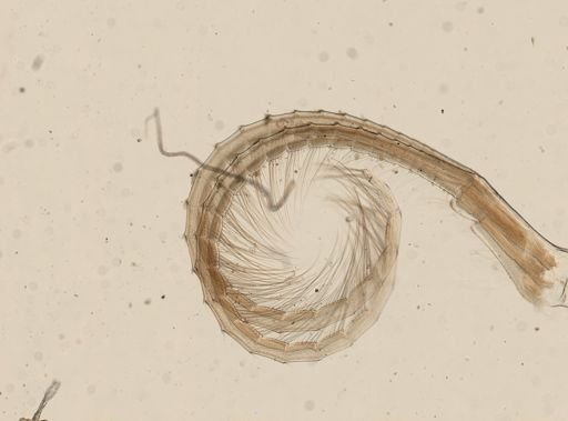 Amphibalanus amphitrite