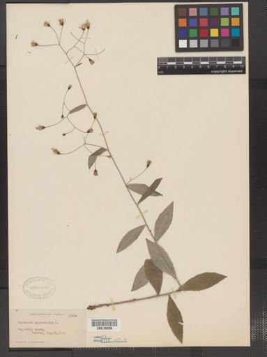 Hieracium paniculatum