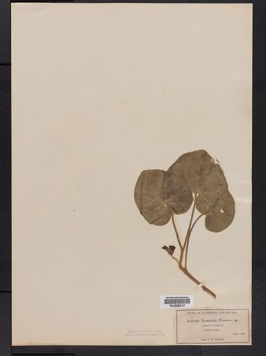 Asarum