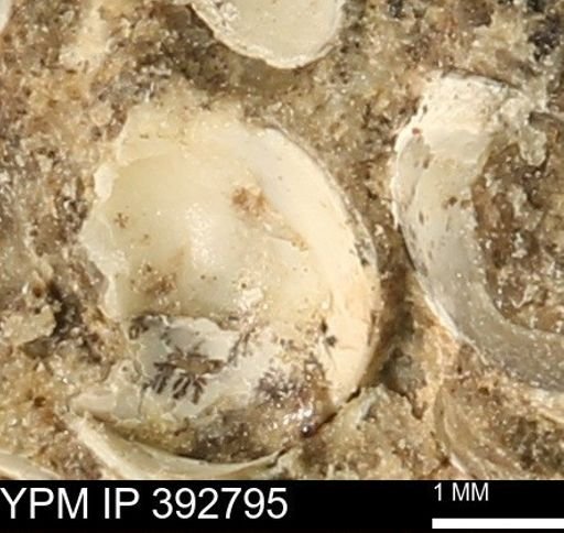 Protocardia?