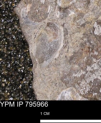 undet. Mollusca