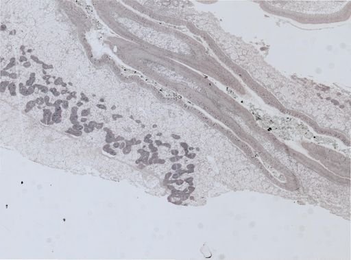 Crassostrea virginica
