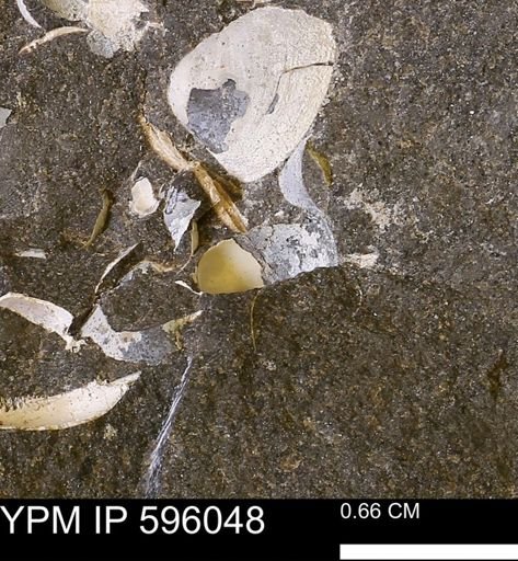 undet. Bivalvia