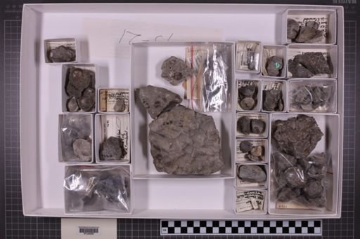 mixed taxa, stratigraphic collection