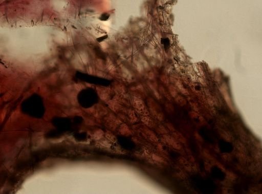 Ircinia cf. strobilina
