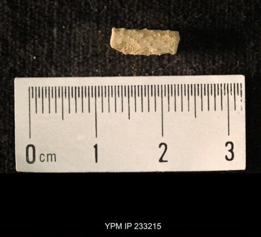 Archaeocidaris sp.