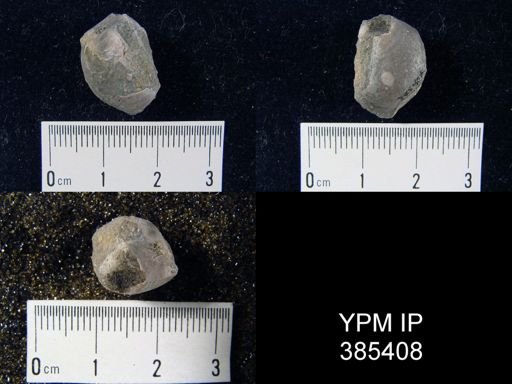 undet. Brachiopoda