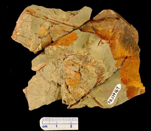 Rhacophyton sp.