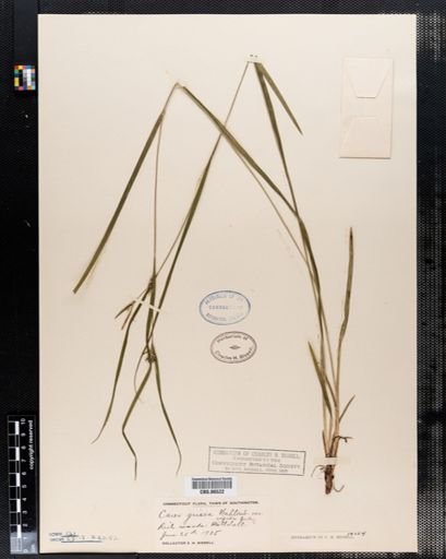 Carex grisea