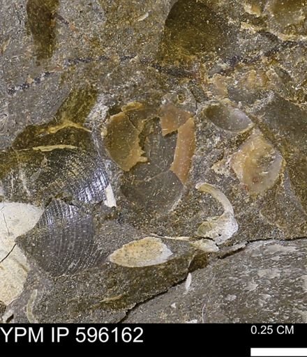 undet. Mollusca
