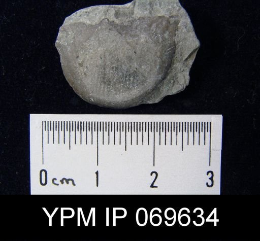 Megamyonia nitens