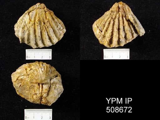 Meekella pyramidalis