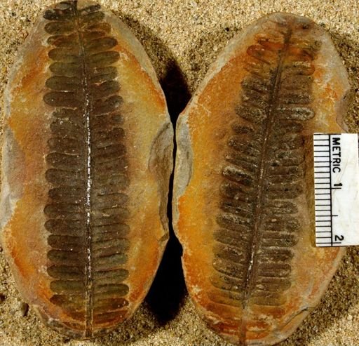 Pecopteris